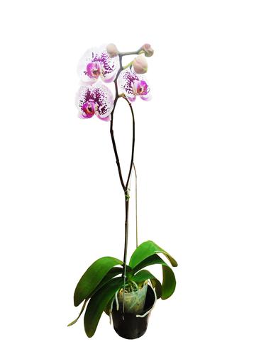 Orquídea en Maceta Unidad | PriceSmart El Salvador