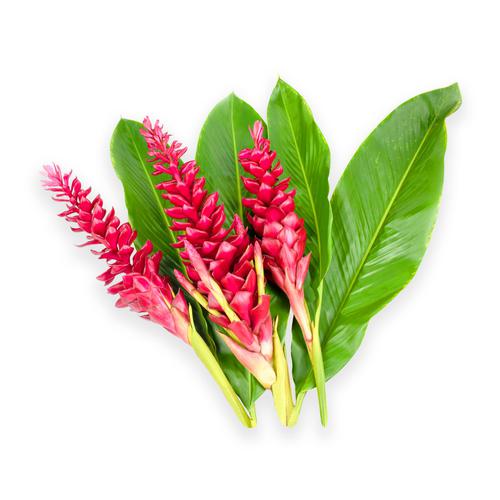 Flores Tropicales Genger | PriceSmart Panamá